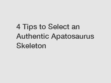 4 Tips to Select an Authentic Apatosaurus Skeleton