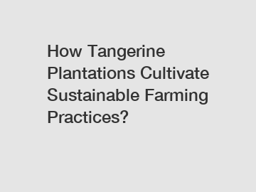 How Tangerine Plantations Cultivate Sustainable Farming Practices?