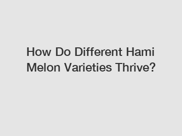 How Do Different Hami Melon Varieties Thrive?