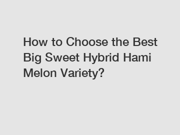 How to Choose the Best Big Sweet Hybrid Hami Melon Variety?