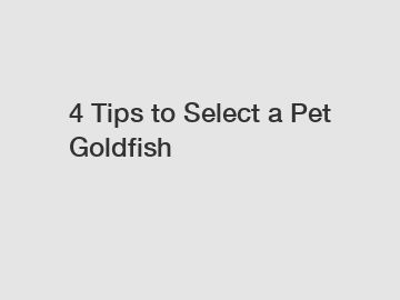 4 Tips to Select a Pet Goldfish