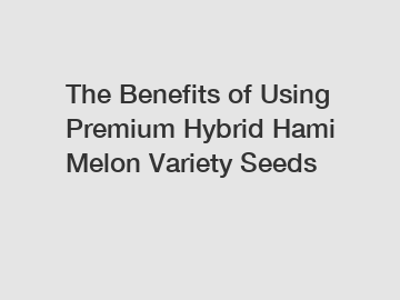 The Benefits of Using Premium Hybrid Hami Melon Variety Seeds