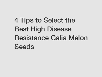 4 Tips to Select the Best High Disease Resistance Galia Melon Seeds