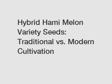 Hybrid Hami Melon Variety Seeds: Traditional vs. Modern Cultivation