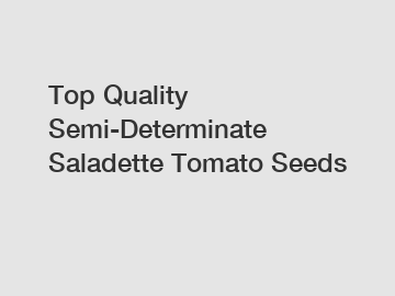 Top Quality Semi-Determinate Saladette Tomato Seeds
