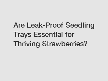 Are Leak-Proof Seedling Trays Essential for Thriving Strawberries?