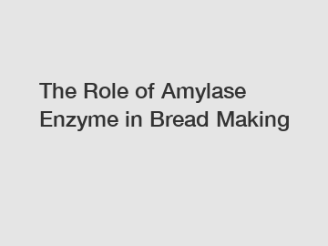 The Role of Amylase Enzyme in Bread Making