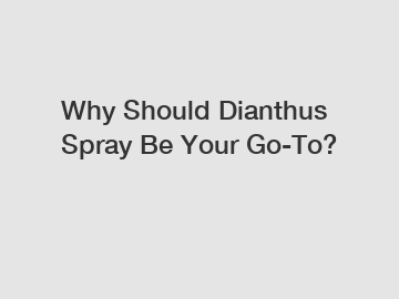 Why Should Dianthus Spray Be Your Go-To?