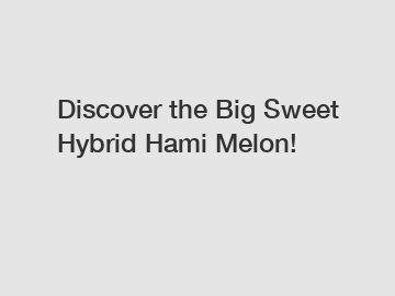 Discover the Big Sweet Hybrid Hami Melon!