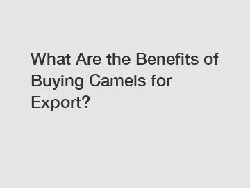 What Are the Benefits of Buying Camels for Export?