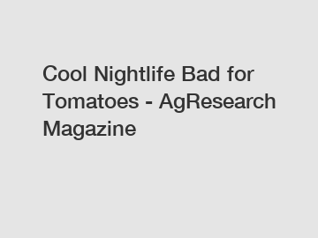 Cool Nightlife Bad for Tomatoes - AgResearch Magazine