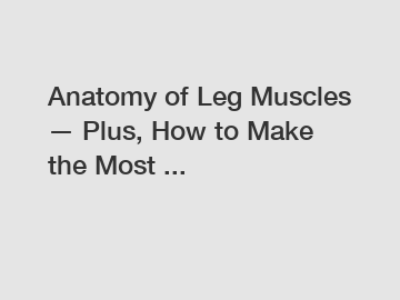 Anatomy of Leg Muscles — Plus, How to Make the Most ...