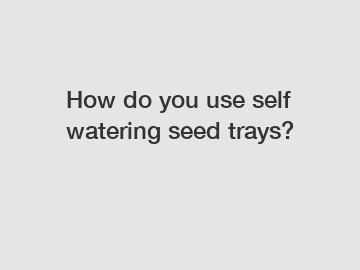 How do you use self watering seed trays?