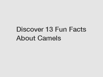 Discover 13 Fun Facts About Camels