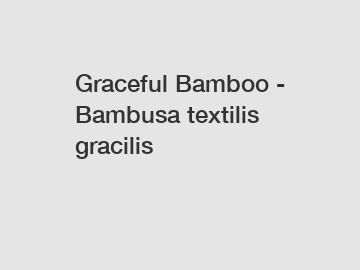 Graceful Bamboo - Bambusa textilis gracilis