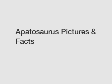 Apatosaurus Pictures & Facts