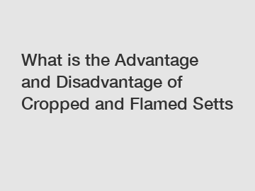 What is the Advantage and Disadvantage of  Cropped and Flamed Setts