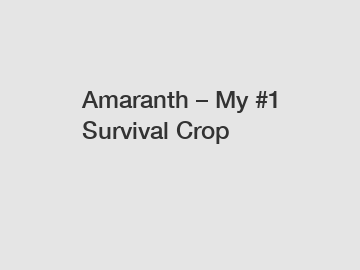 Amaranth &ndash; My #1 Survival Crop