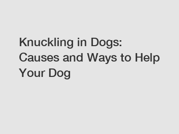 Knuckling in Dogs: Causes and Ways to Help Your Dog