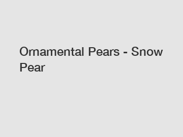 Ornamental Pears - Snow Pear