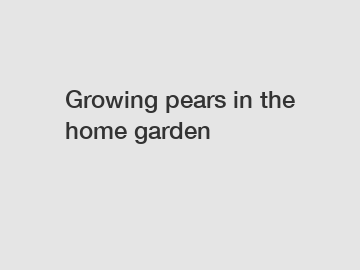 Growing pears in the home garden