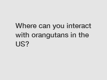 Where can you interact with orangutans in the US?