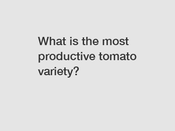 What is the most productive tomato variety?