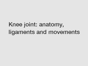 Knee joint: anatomy, ligaments and movements