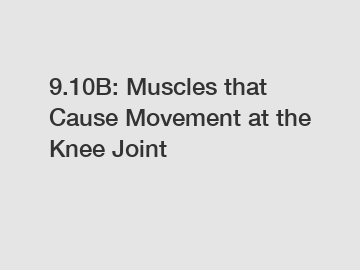 9.10B: Muscles that Cause Movement at the Knee Joint
