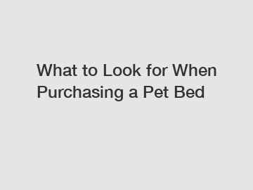 What to Look for When Purchasing a Pet Bed