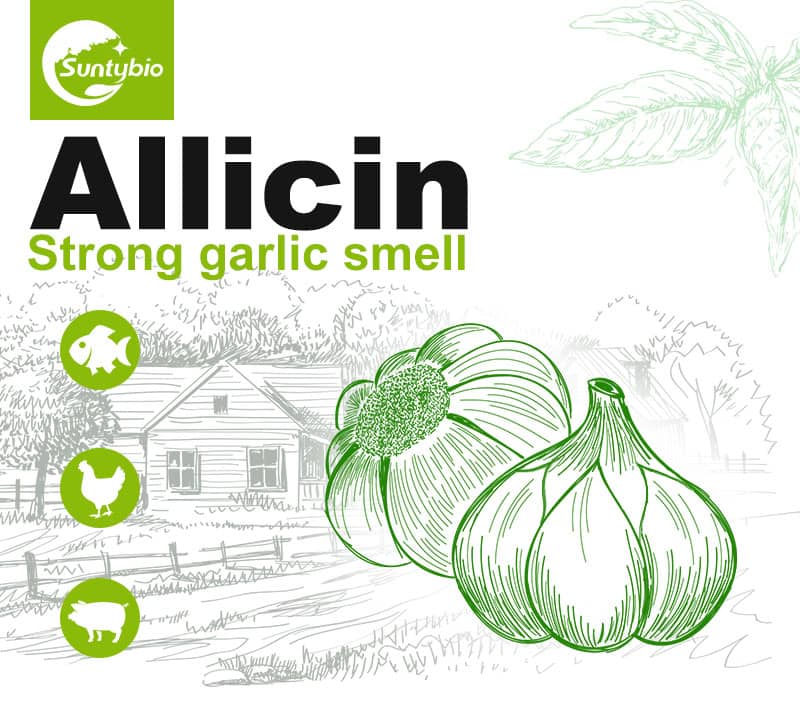 Allicin: A Powerful Compound in Garlic with Numerous Health Benefits