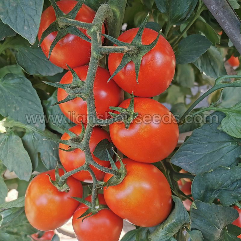 T193 Productive Semi Determinate Saladette Tomato Seed-1.jpg