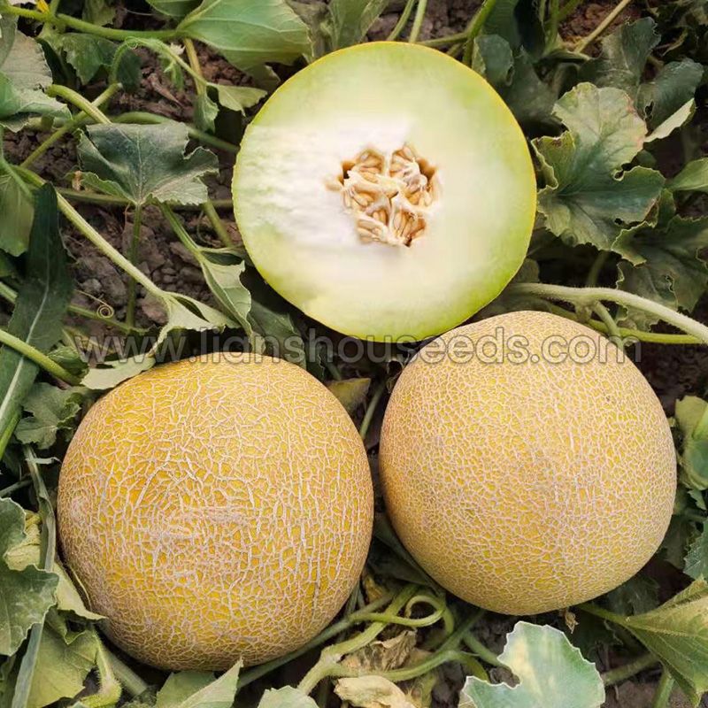 M254 Big Sweet Hybrid Galia Melon Seed-1.jpg