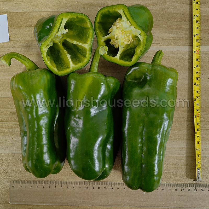 PS102 Lamuyo Type Sweet Pepper Variety-1.jpg