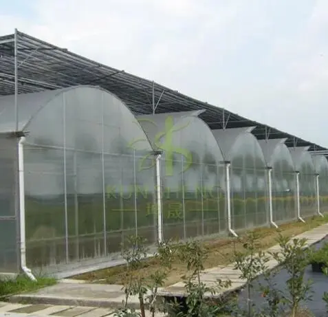 Multi-Span Greenhouses.webp