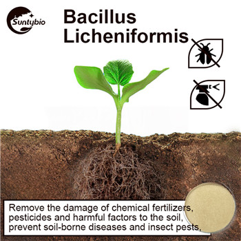 What is the main function of Bacillus licheniformis?
