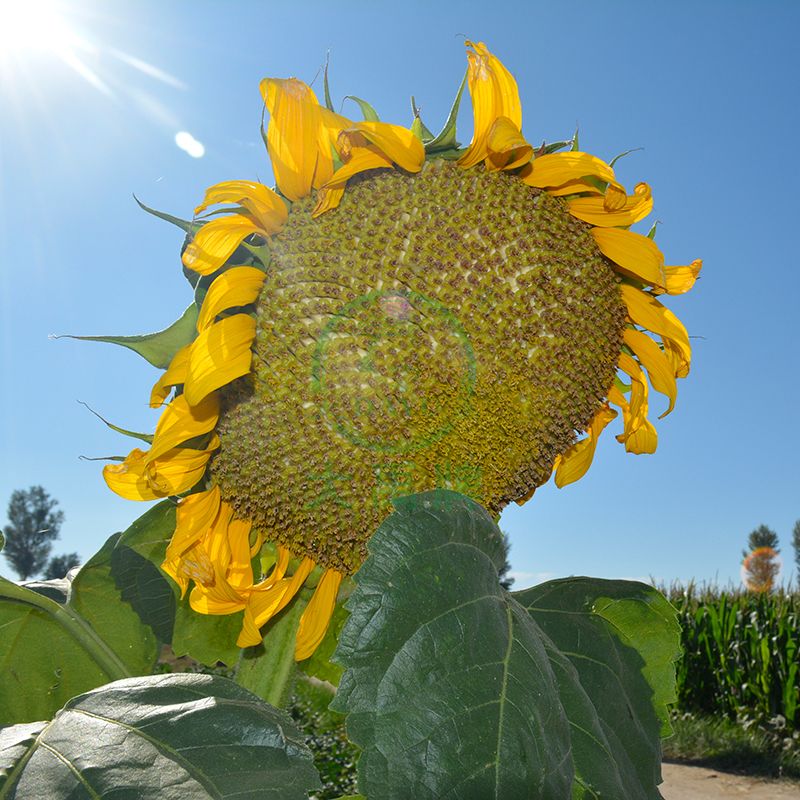 How Fast Do Sunflowers Grow?