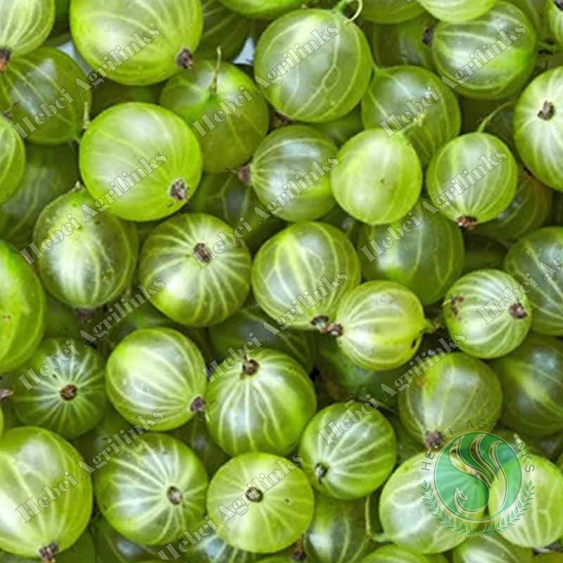 Can You Freeze Gooseberries?
