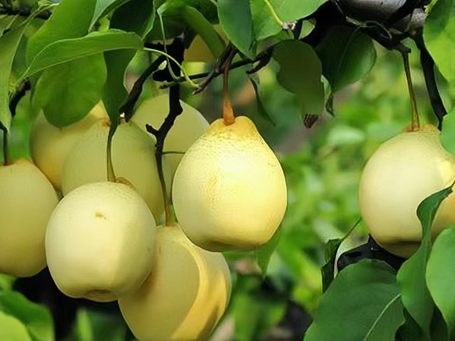 Advantages Of New Century Pear