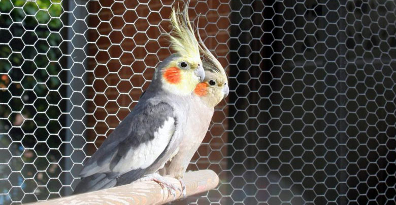 How Do I Choose the Best Aviary Wire Mesh?