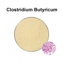 What is Clostridium Butyricum?