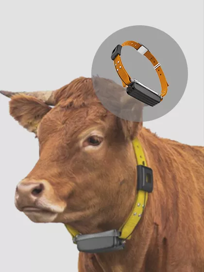 GPS cattle trackers