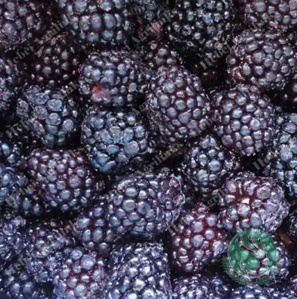 What are the Health Benefits of Eating Frozen Blackberries?