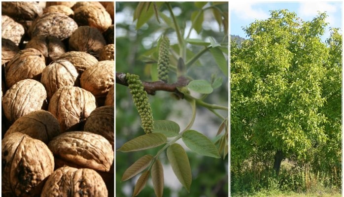 Everything You Need to Know About Walnut Kernels