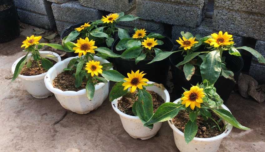 What is the fastest growing dwarf sunflower?