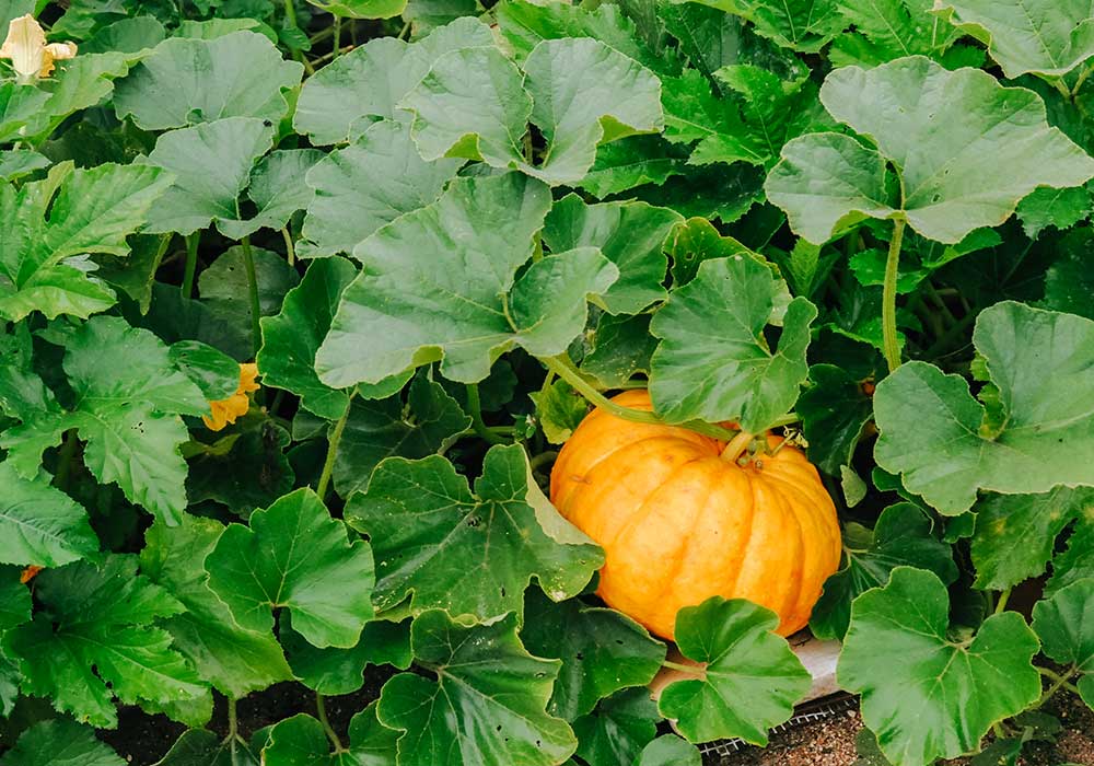 The Ultimate Guide to Seeded Pumpkin: How to Grow, Harvest, and Cook