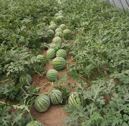 How Long Does It Take to Grow Watermelon from Seed?