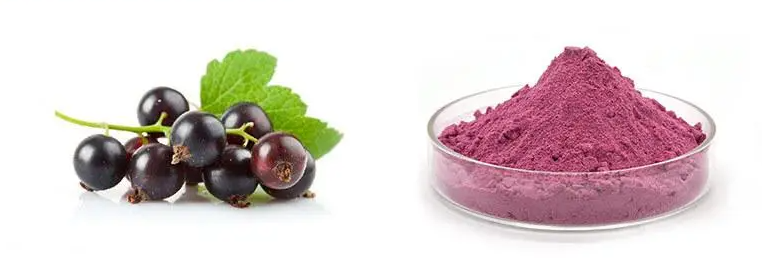 How Do You Take Black Currant Powder?