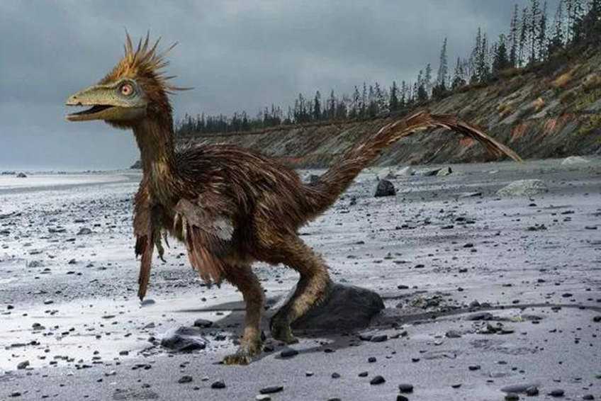 The Smartest Dinosaur-Troodon