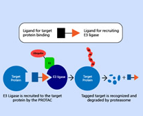 Revolutionizing Cancer Treatment: Unveiling the Promising Applications of PROTACs